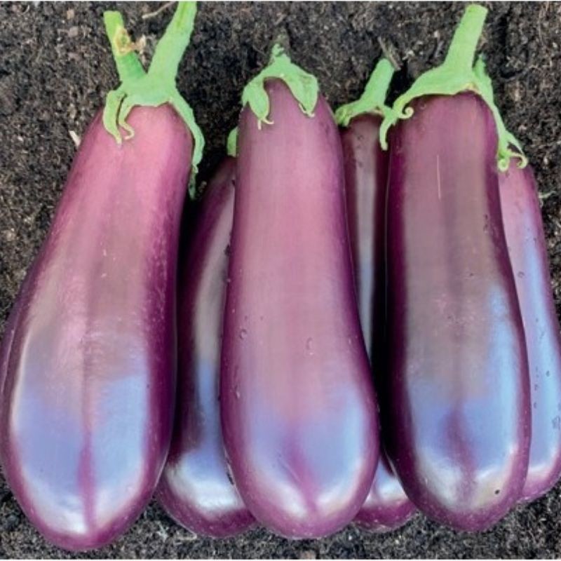 Aubergine-violette